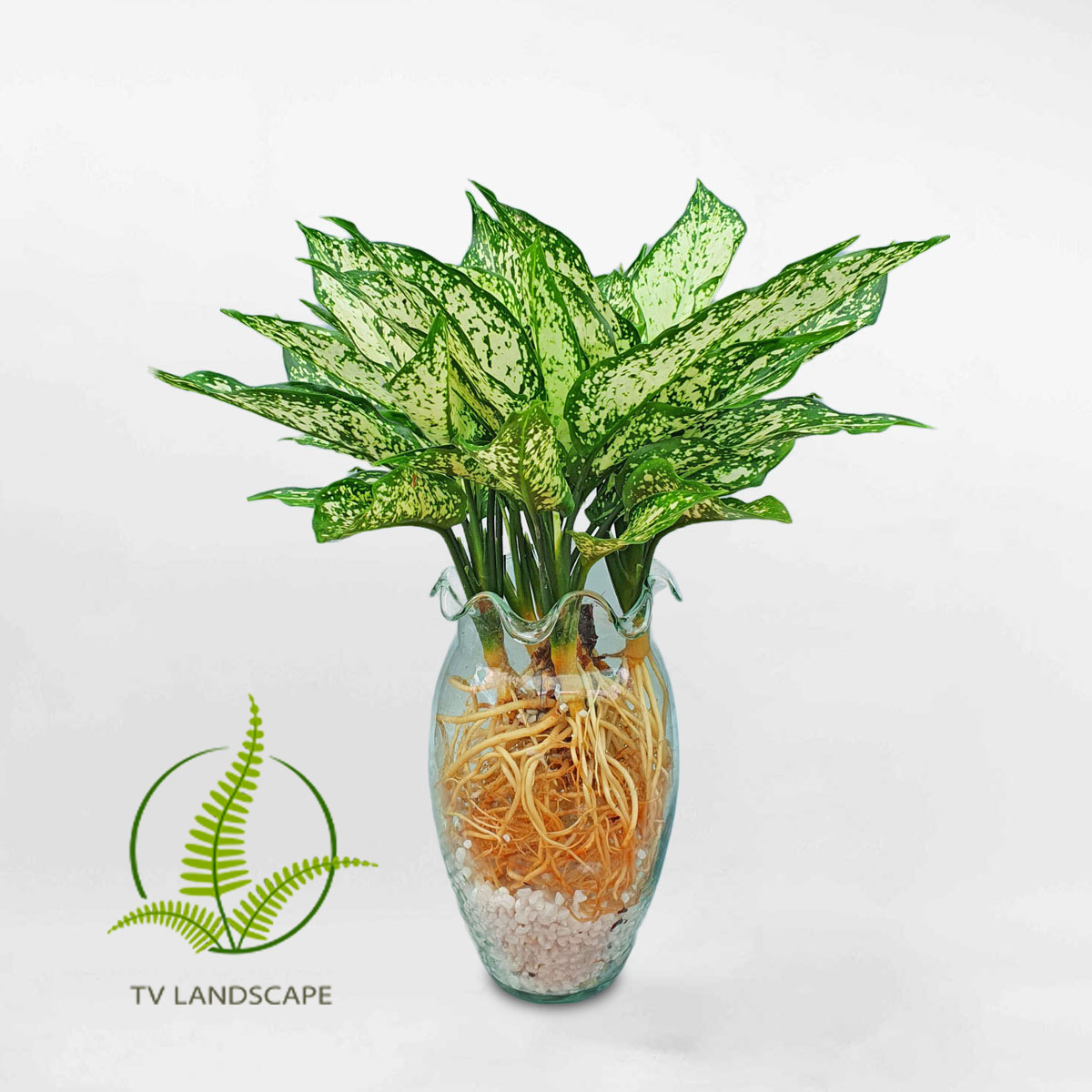 Cây Ngọc ngân thủy sinh