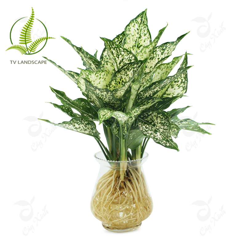 Cây Ngọc ngân thủy sinh