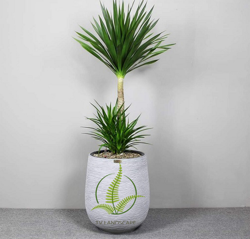 Cây Phát Tài Núi