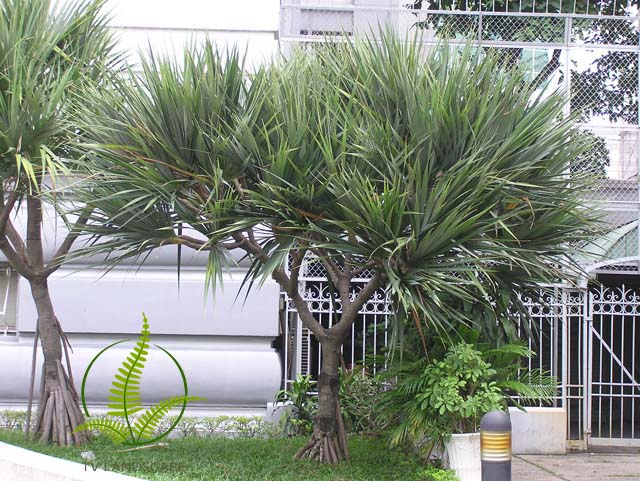 Cây Phát Tài Núi