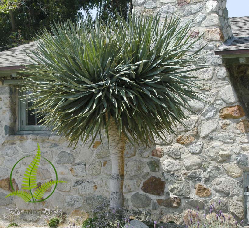 Cây Phát Tài Núi