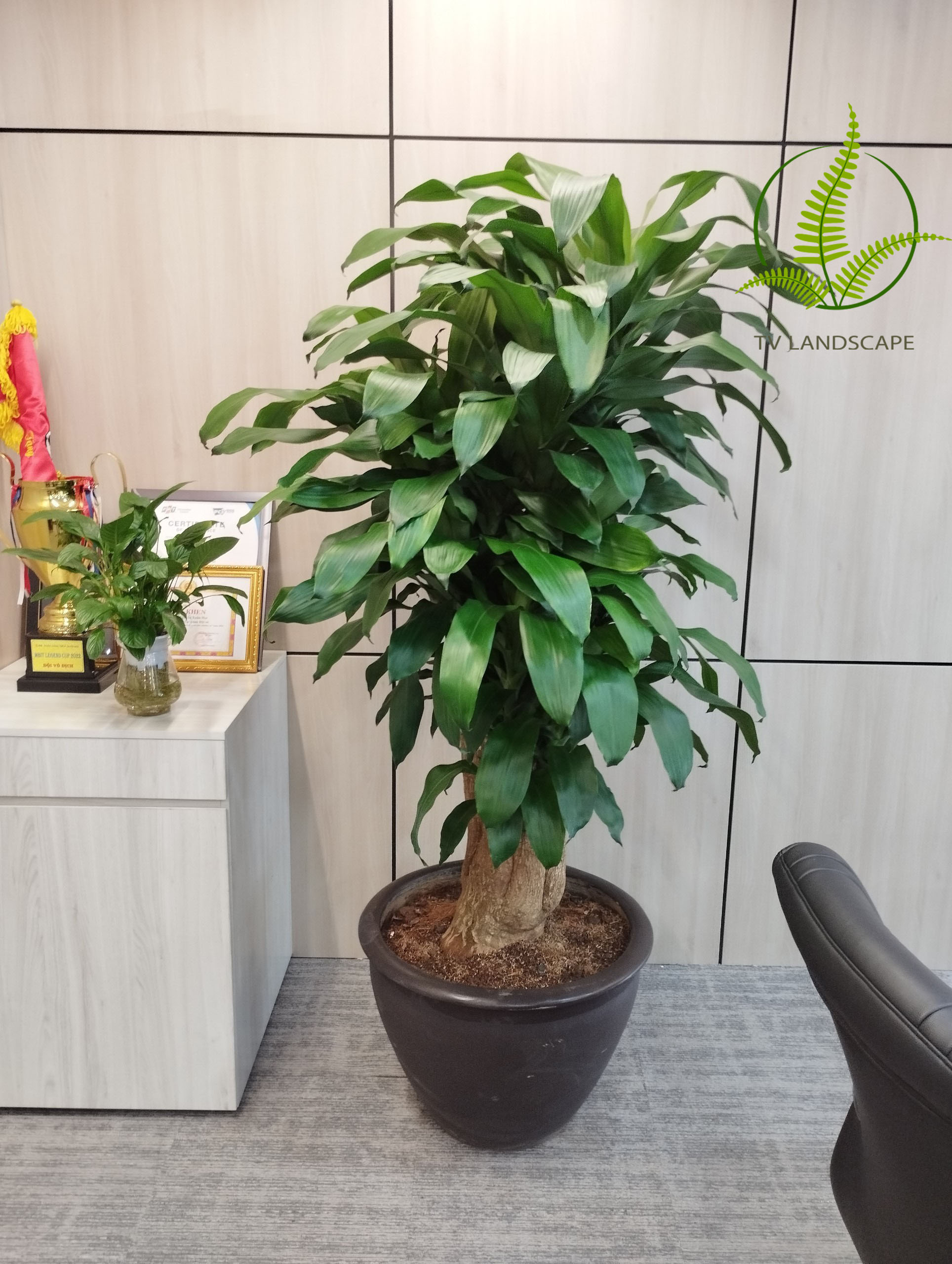 Cây Thiết Mộc Lan gốc