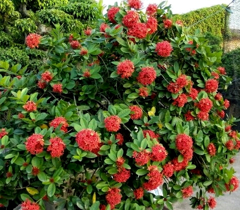 Cây Mẫu đơn ta