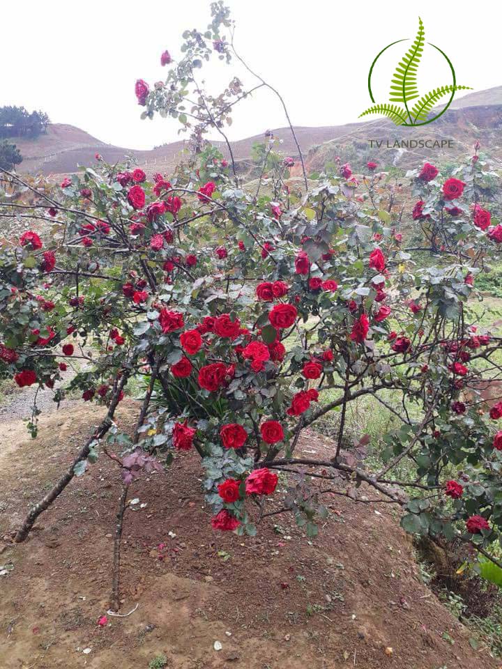 Cây Hoa Hồng Cổ Sơn La