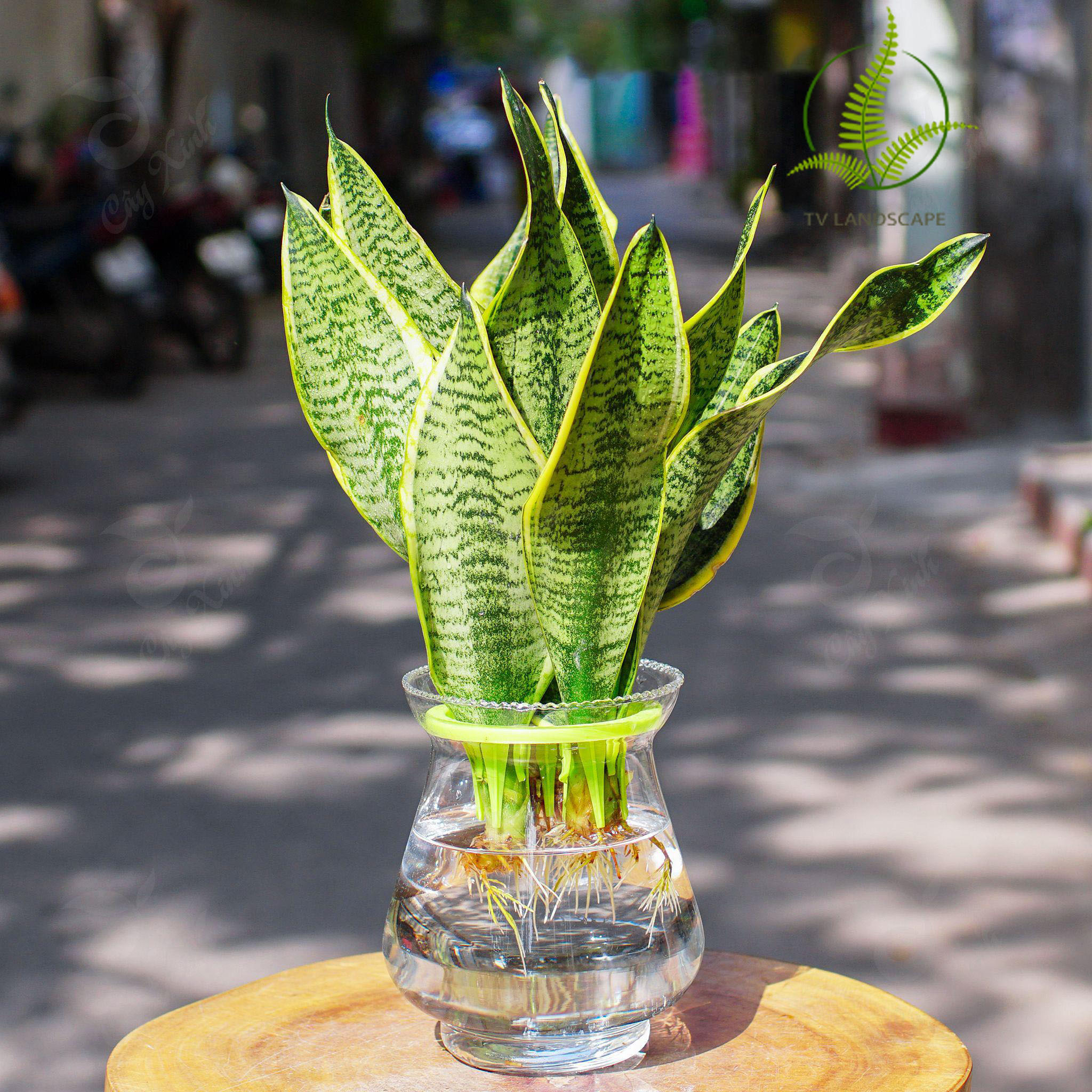 Cây Lưỡi Hổ thủy sinh