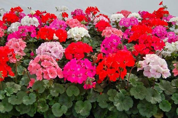 Cây Phong Lữ Thảo