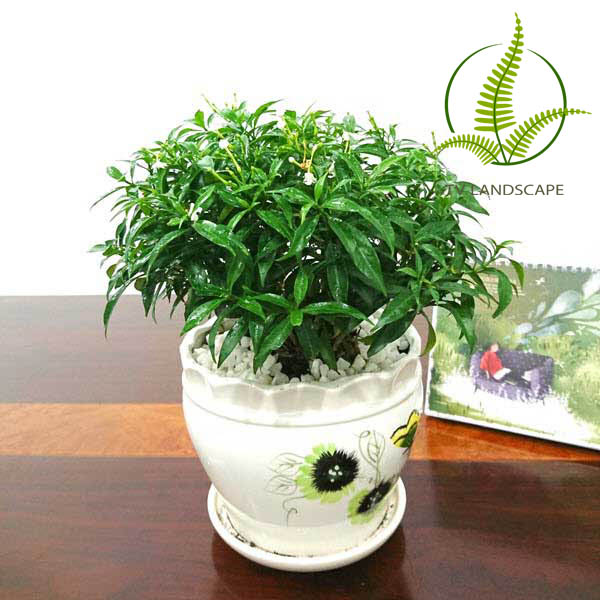 Cây Mai Vạn Phúc