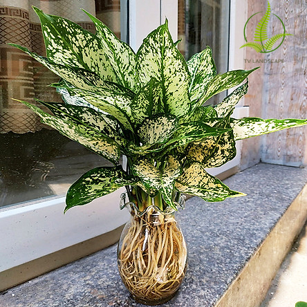 Cây Ngọc ngân thủy sinh