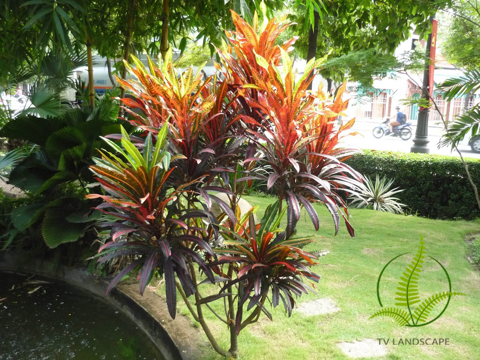 Cây cô tòng đuôi lươn