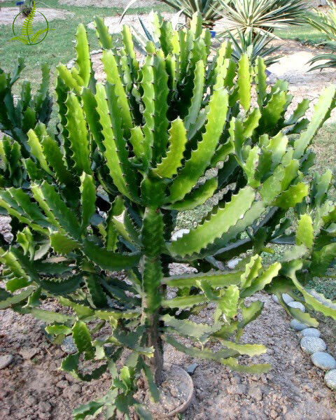Cây xương rồng