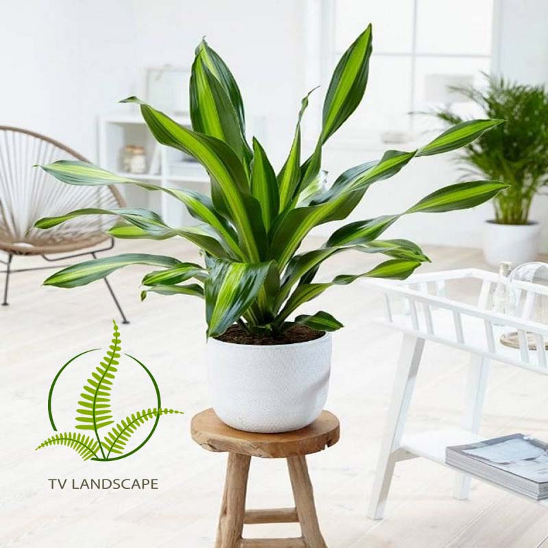 Cây Thiết Mộc Lan ngọn