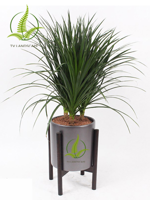 Phát tài núi cụm ba thân