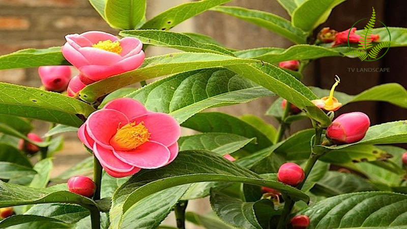 Cây Thu Hải Đường