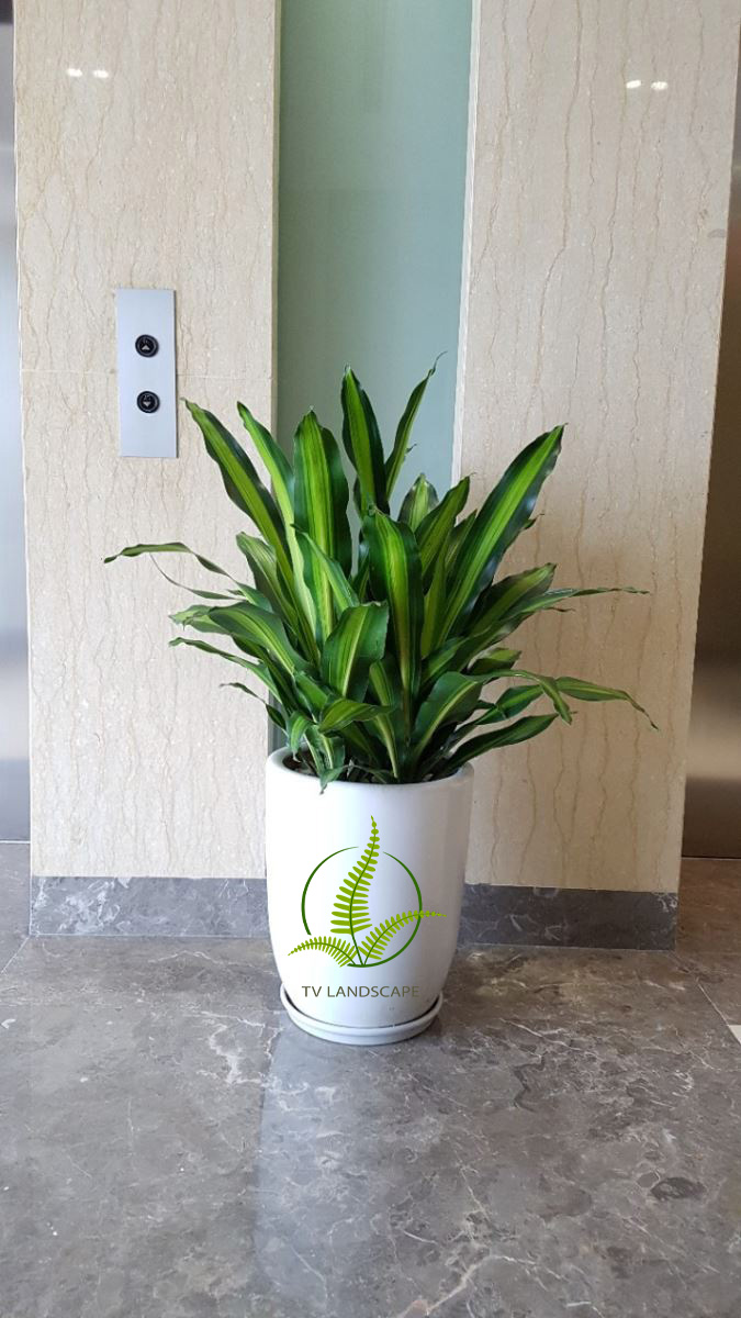 Cây Thiết Mộc Lan ngọn