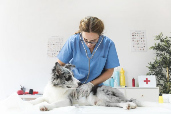 14 trang thiết bị cần phải có trong bệnh viện, phòng khám thú y