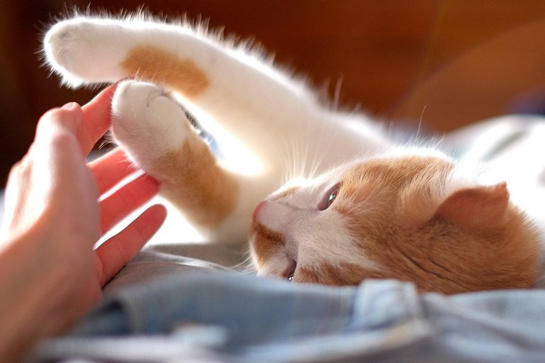Những thiết bị theo dõi thú cưng tuyệt vời nhất cho bé mèo cưng nhà bạn