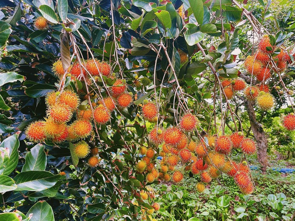 TOUR MIỀN TÂY 2N1Đ CỒN SƠN: HCM - BẾN TRE - MỸ THO - CẦN THƠ - CỒN SƠN KHỞI HÀNH THÁNG 6-7-8