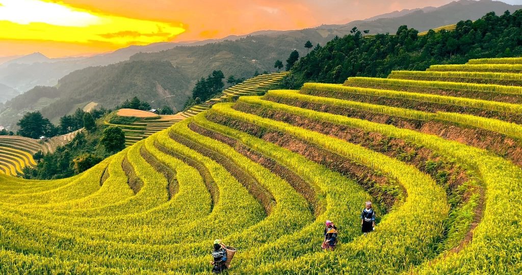 HỒ CHÍ MINH - HÀ NỘI - MÙ CANG TRẢI MÙA LÚA CHÍN 3N2Đ