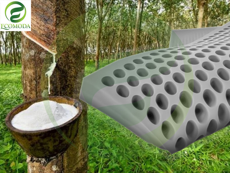 Tại sao cao su thiên nhiên lại được lựa chọn làm nguyên liệu chính sản xuất đệm?