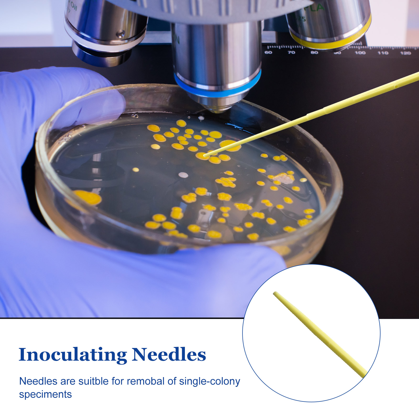 Que cấy vi sinh đầu kim, Túi 25 chiếc, tiệt trùng, Hãng Biologix-USA