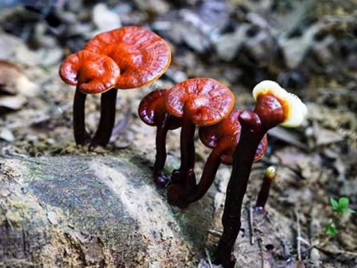 Cẩn trọng khi dùng nấm lim xanh