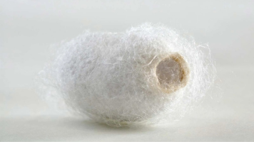 Con Tằm: Món Quà Từ Những  Vì Sao