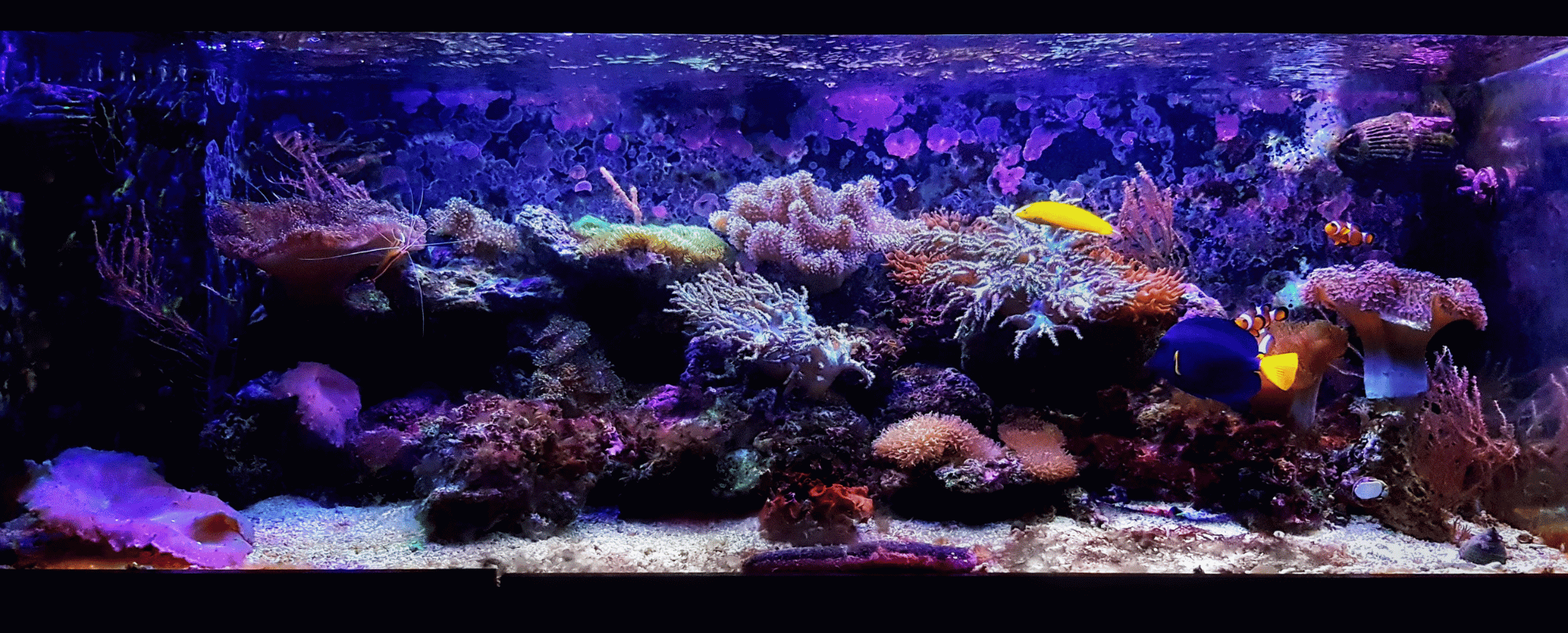 KH trong hồ cá biển: Cách duy trì độ kiềm ổn định cho bể cá