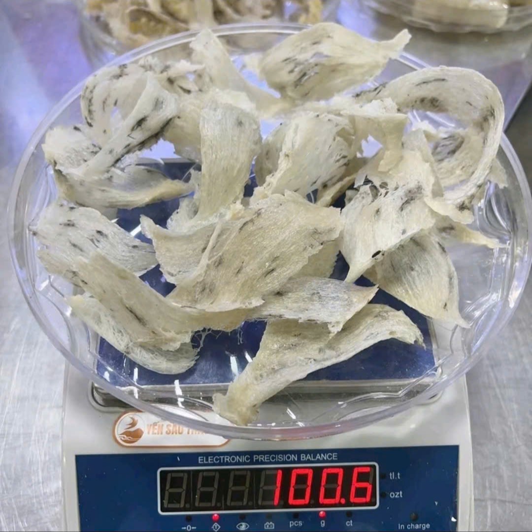 Tổ yến thô bể lớn ít lông nhíp