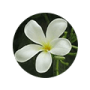 Hoa nhài