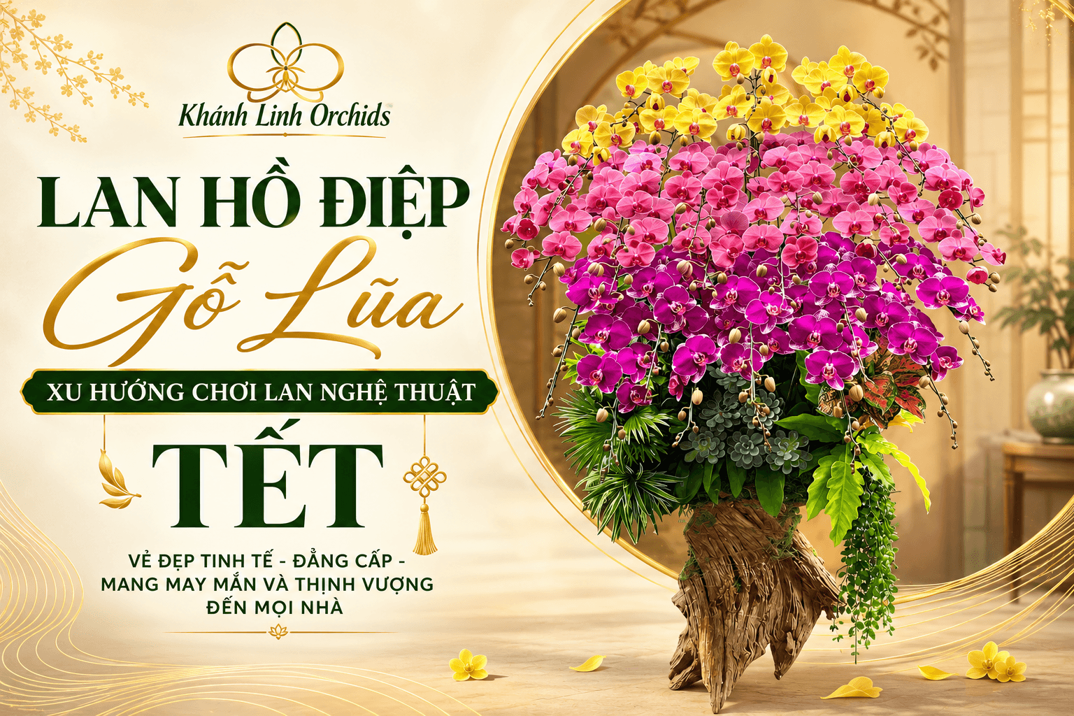 Lan Hồ Điệp Gỗ Lũa - Xu Hướng Chơi Lan Nghệ Thuật Tết