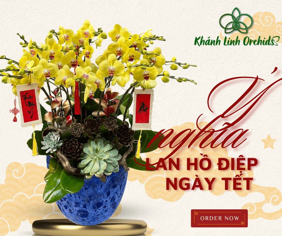 Ý NGHĨA LAN HỒ ĐIỆP NGÀY TẾT - SUNG TÚC, THỊNH VƯỢNG VÀ BÌNH AN
