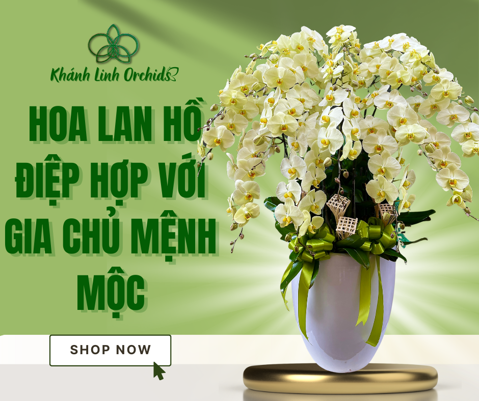 CÁCH CHỌN LAN HỒ ĐIỆP HỢP VỚI NGƯỜI MỆNH MỘC