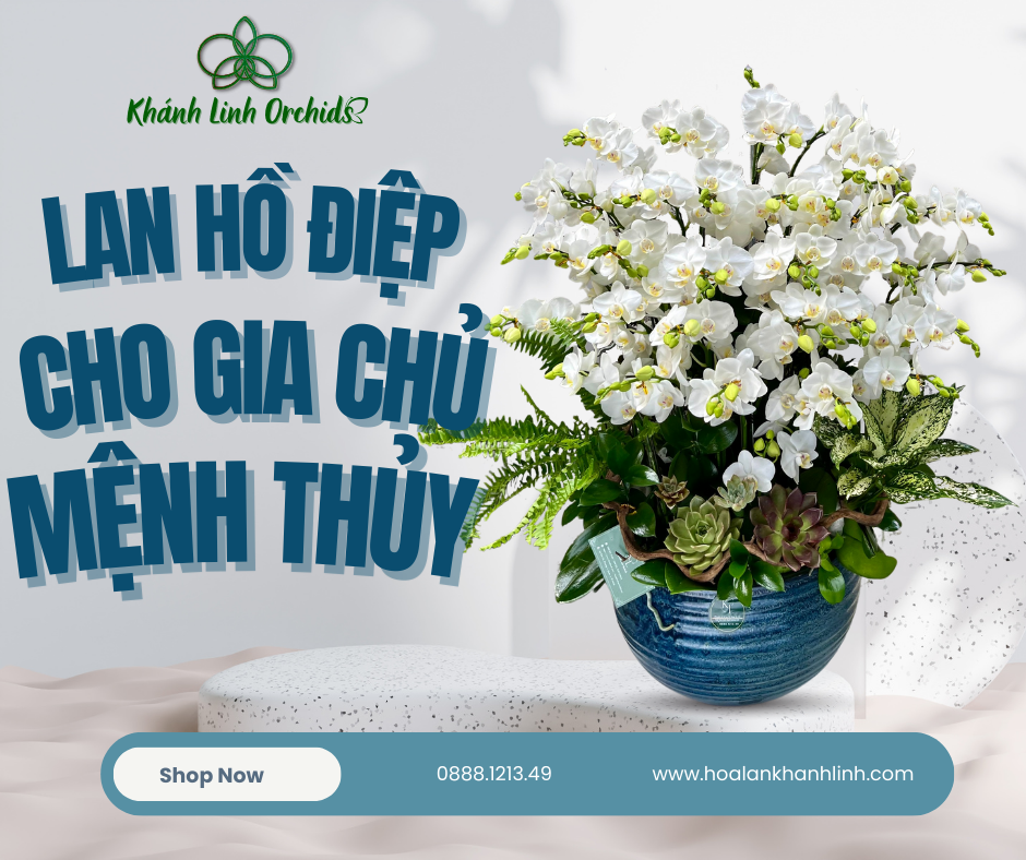 Cách Chọn Lan Hồ Điệp Phù Hợp Với Người Mệnh Thuỷ