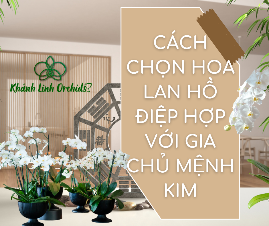 CÁCH CHỌN LAN HỒ ĐIỆP HỢP VỚI GIA CHỦ MỆNH KIM