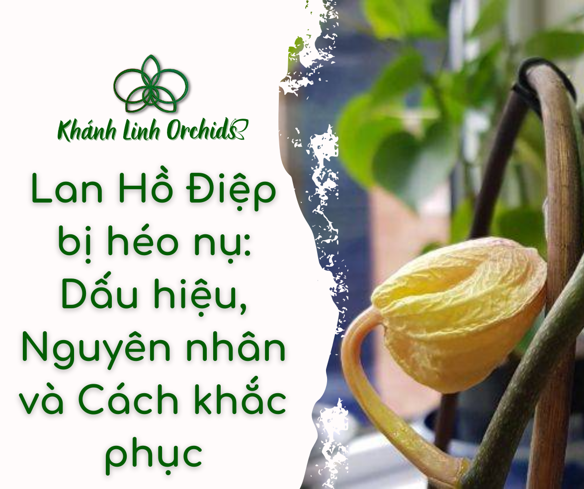 LAN HỒ ĐIỆP BỊ HÉO NỤ: DẤU HIỆU, NGUYÊN NHÂN VÀ CÁCH KHẮC PHỤC