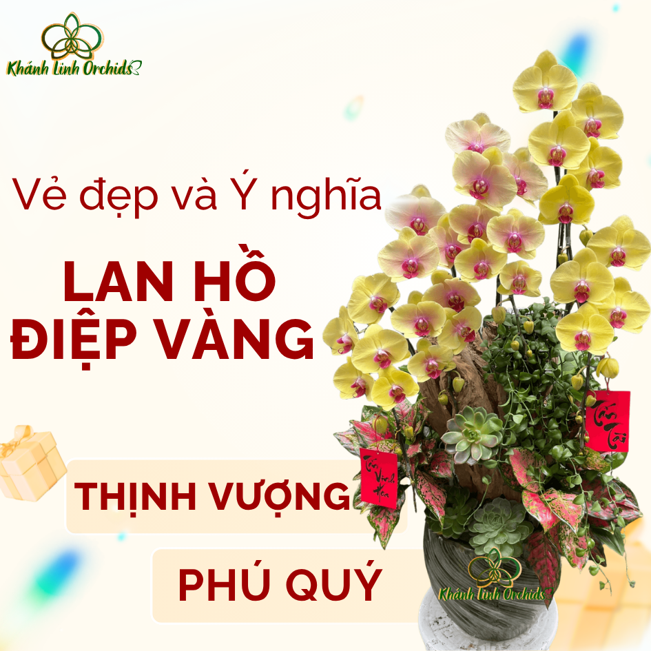 Sức Hút Của Lan Hồ Điệp Vàng - Vẻ Đẹp Sang Trọng và Ý Nghĩa Ít Người Biết