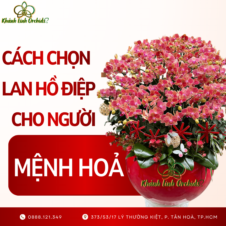 CÁCH CHỌN LAN HỒ ĐIỆP DÀNH CHO NGƯỜI MỆNH HOẢ