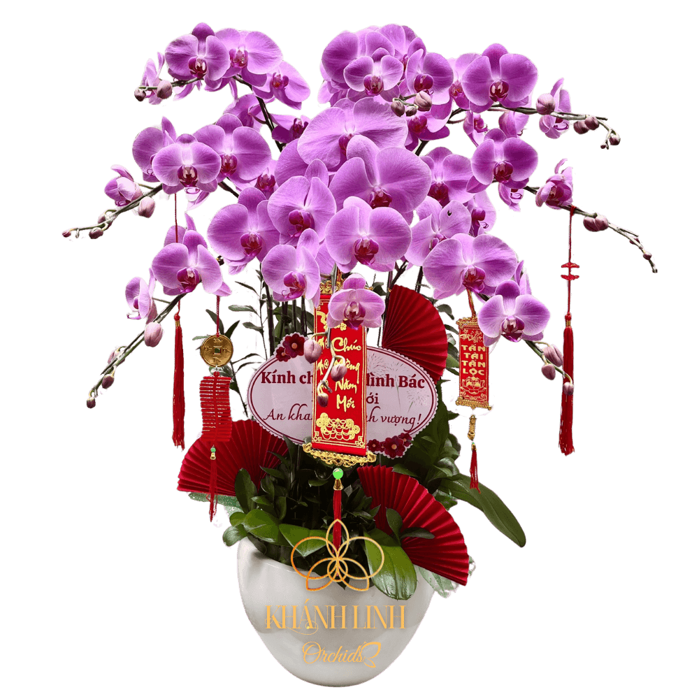 Lan Hồ Điệp Hồng S507 10 Cành - Mộng Mơ - HDH009