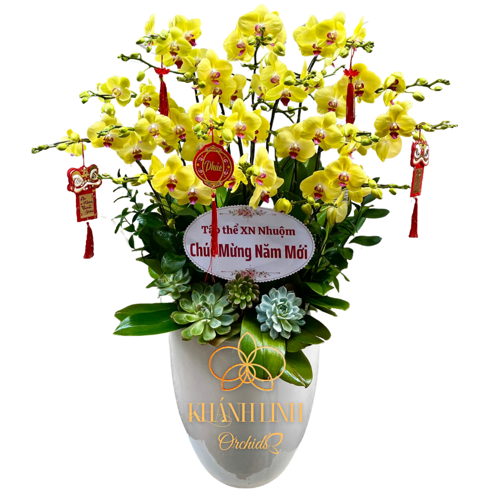 Lan Hồ Điệp Vàng 15 Cành - Cung Hỷ Phát Tài - HDV019