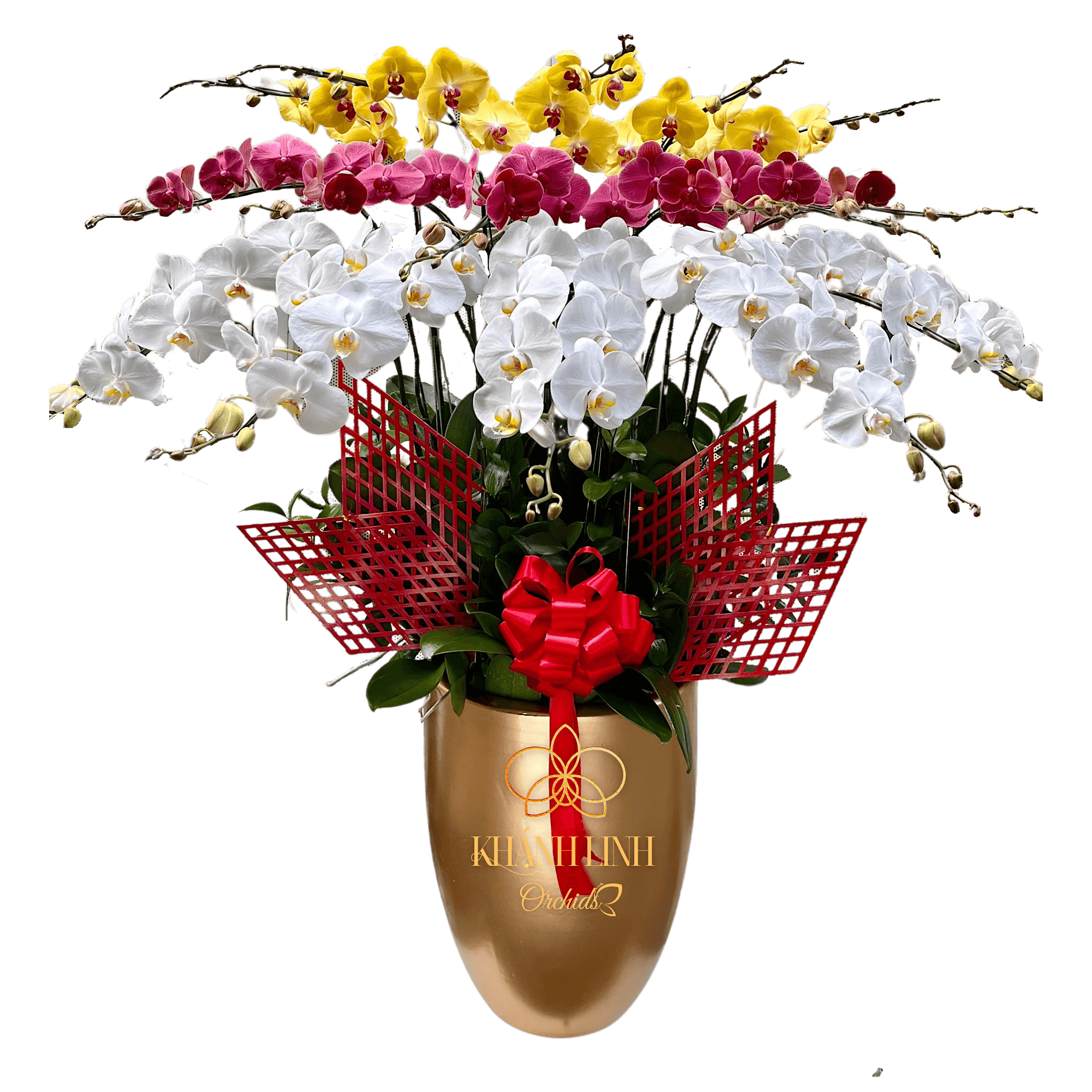 Lan Hồ Điệp Phối Màu Đỏ Vàng Trắng 17 Cành - Kim Chi Ngọc Diệp