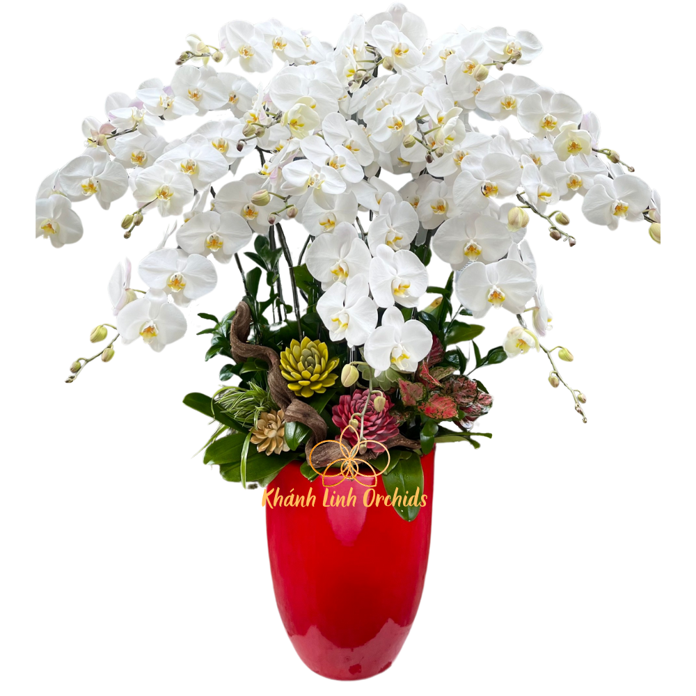 Lan Hồ Điệp Trắng 15 Cành - HDW014
