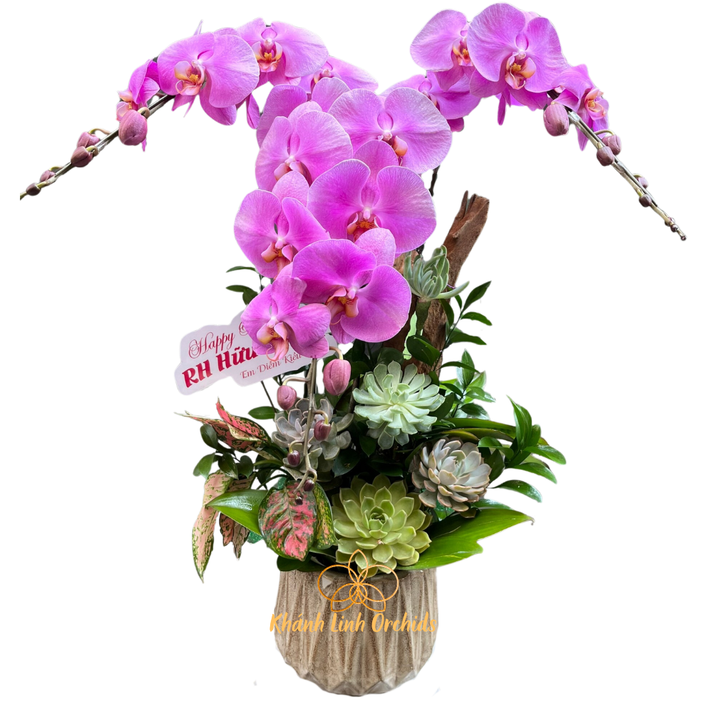 Lan Hồ Điệp Hồng Phấn 3 Cành - Duyên Hồng Ngọt Ngào - HDH021