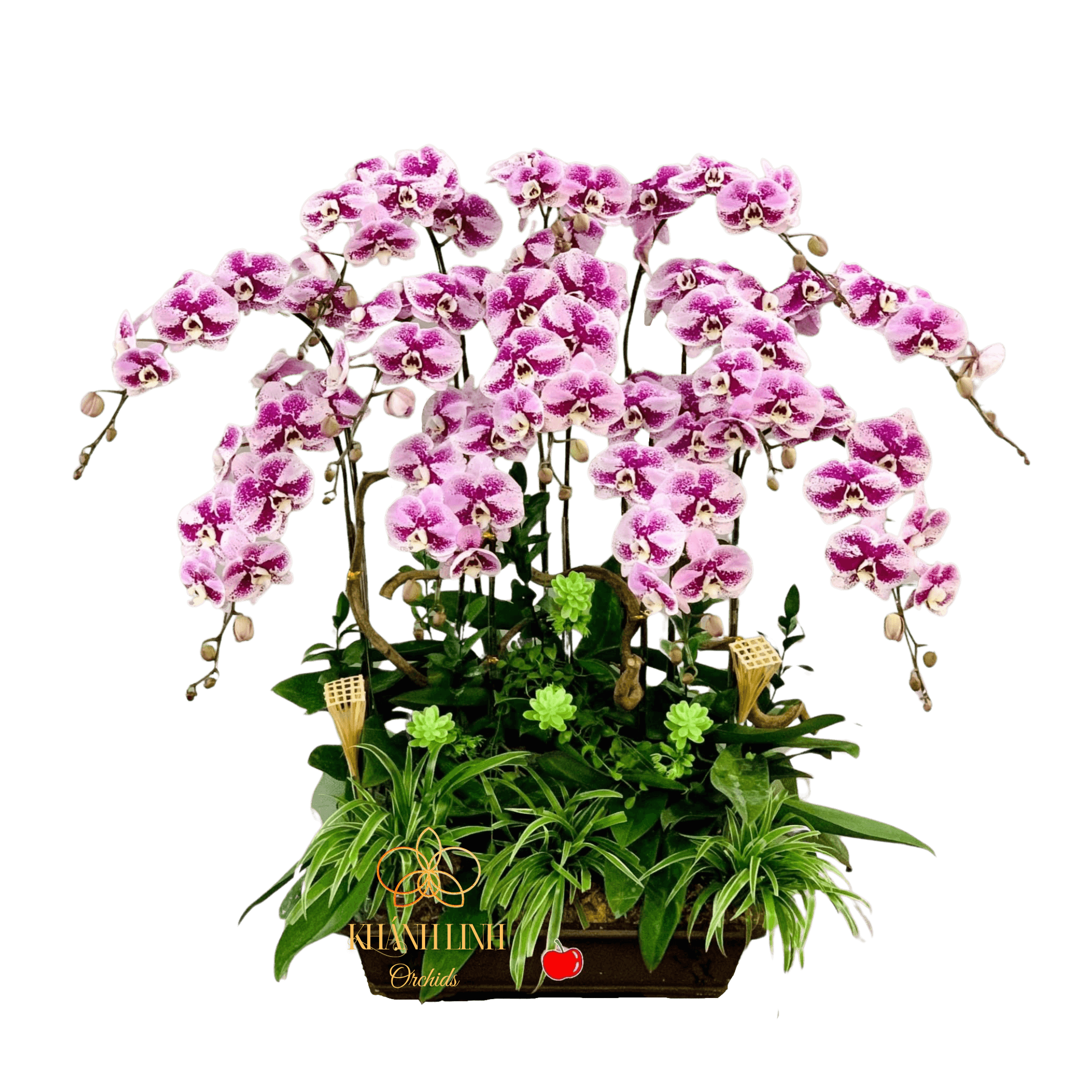 Lan Hồ Điệp Bonsai 12 Cành - An Nhiên - HDT01