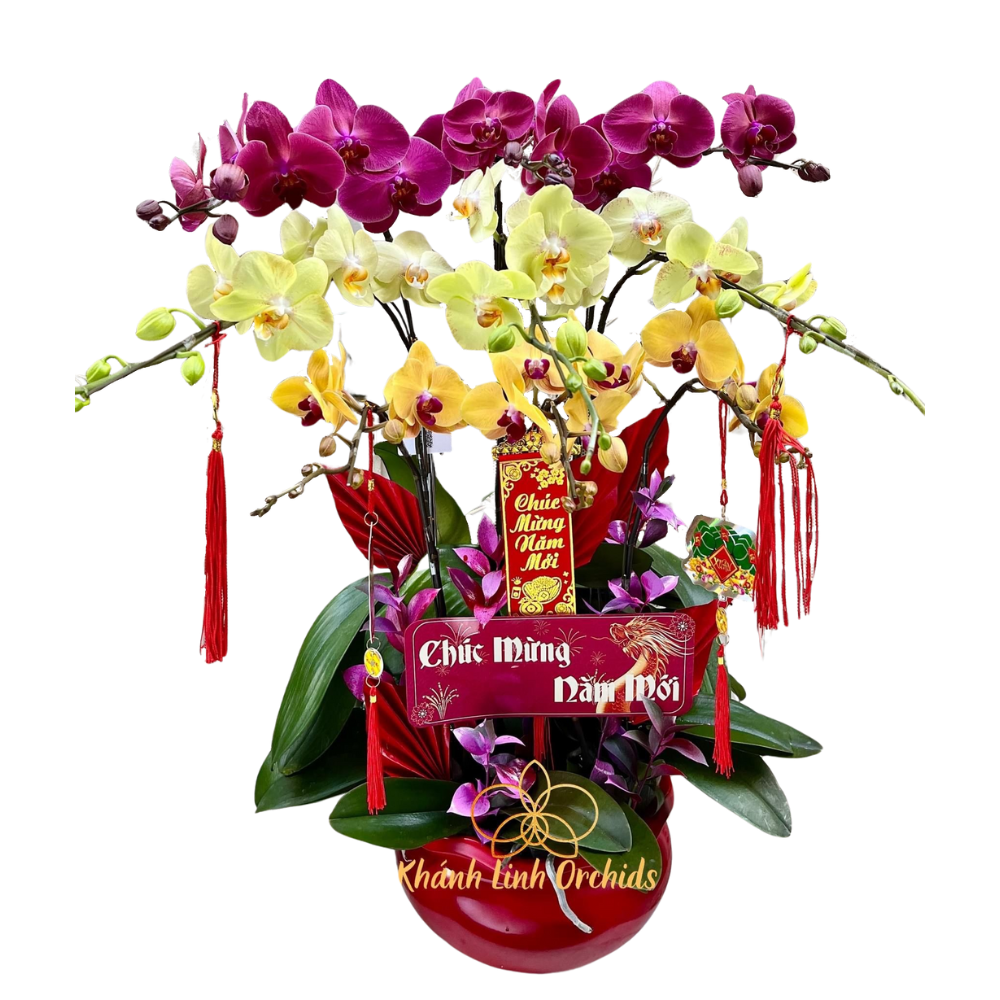 Lan Hồ Điệp Tam Sắc 9 Cành - DS01