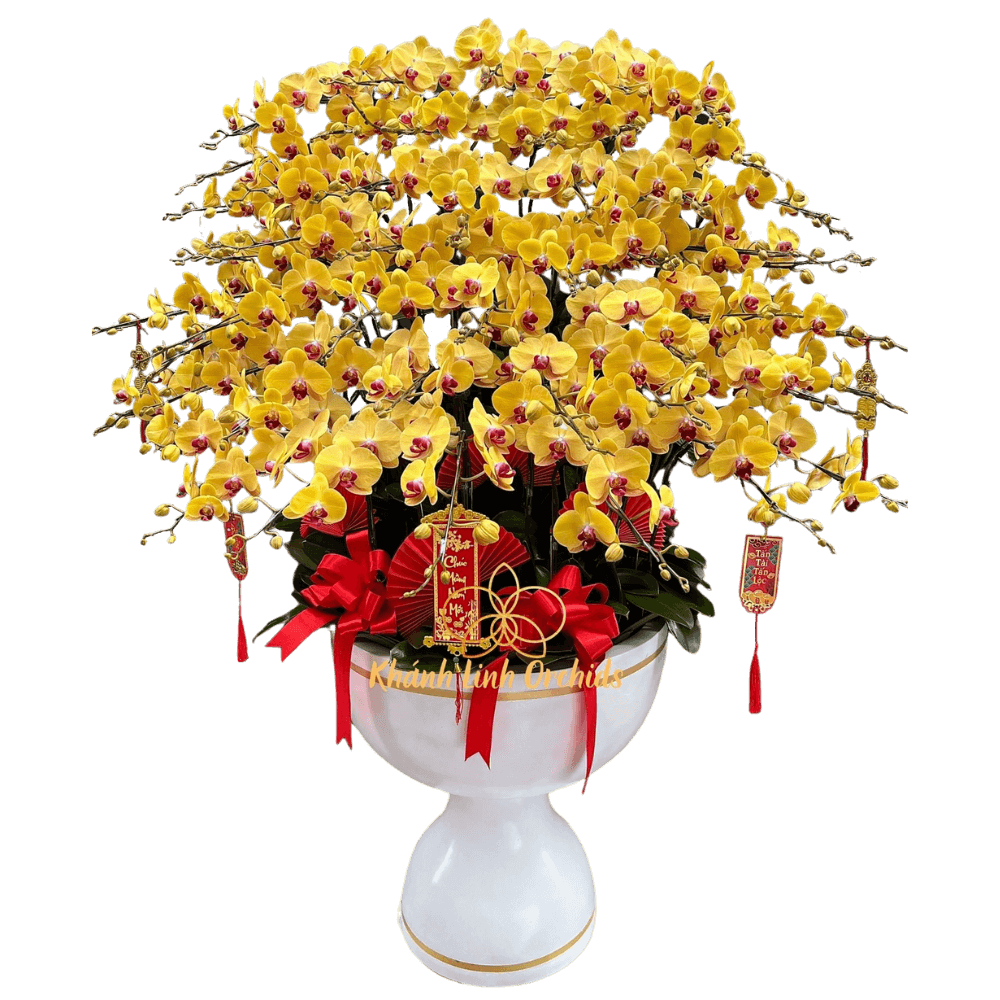Lan Hồ Điệp Vàng 50 Cành - Phú Quý Cát Tường - HDV023