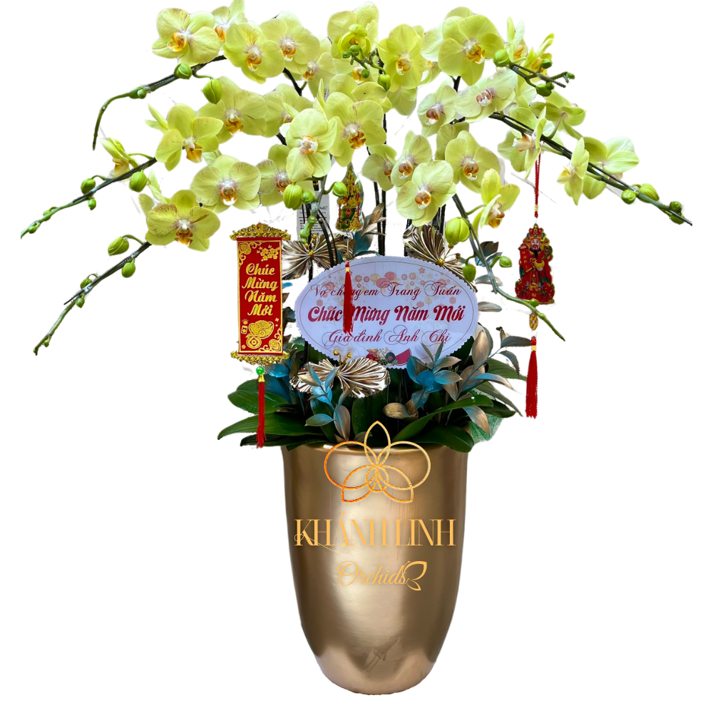 Lan Hồ Điệp Xanh Bơ 8 Cành - HDX003