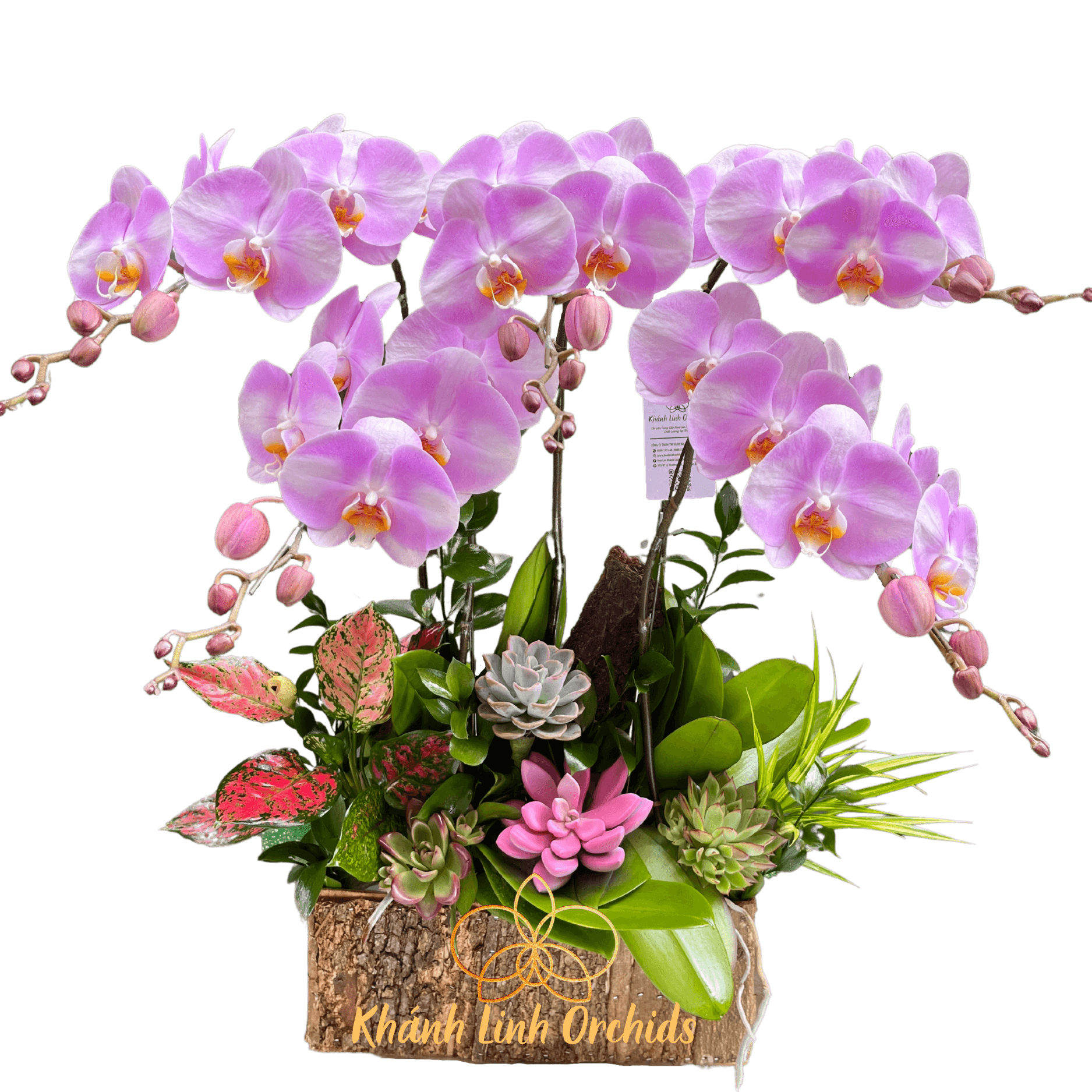 Hộp Gỗ Lan Hồ Điệp Trắng Loang Hồng 5 Cành - DB04