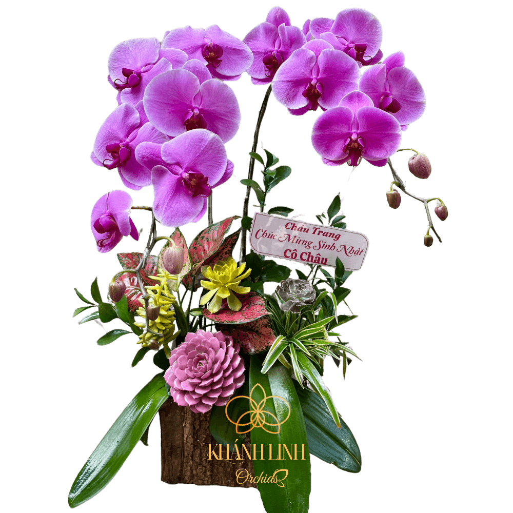 Lan Hồ Điệp Hồng Hộp Gỗ 2 Cành Quý Phái - HDH015