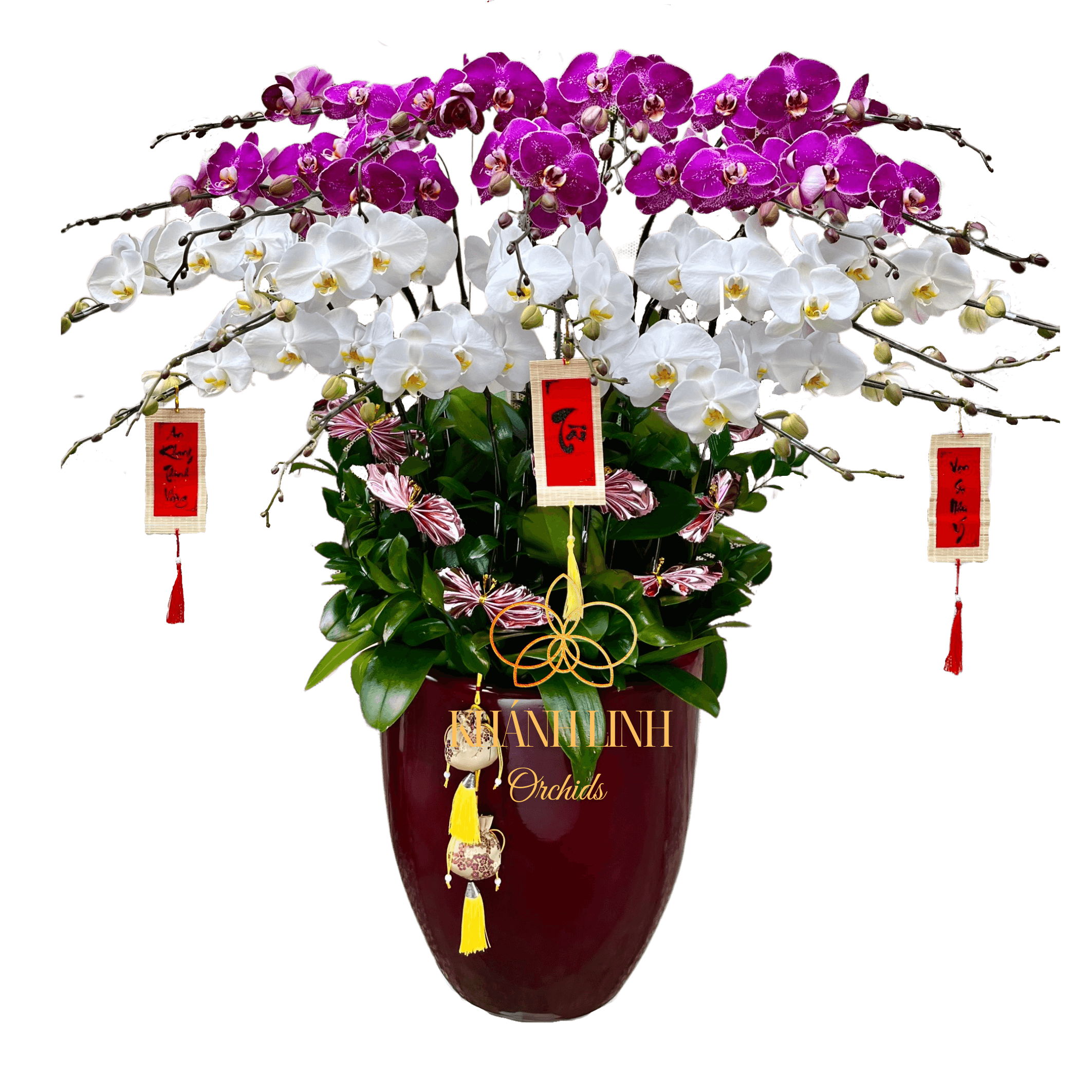Lan Hồ Điệp Phối Màu Tím Trắng 20 Cành - Tết Đong Đầy - DS02
