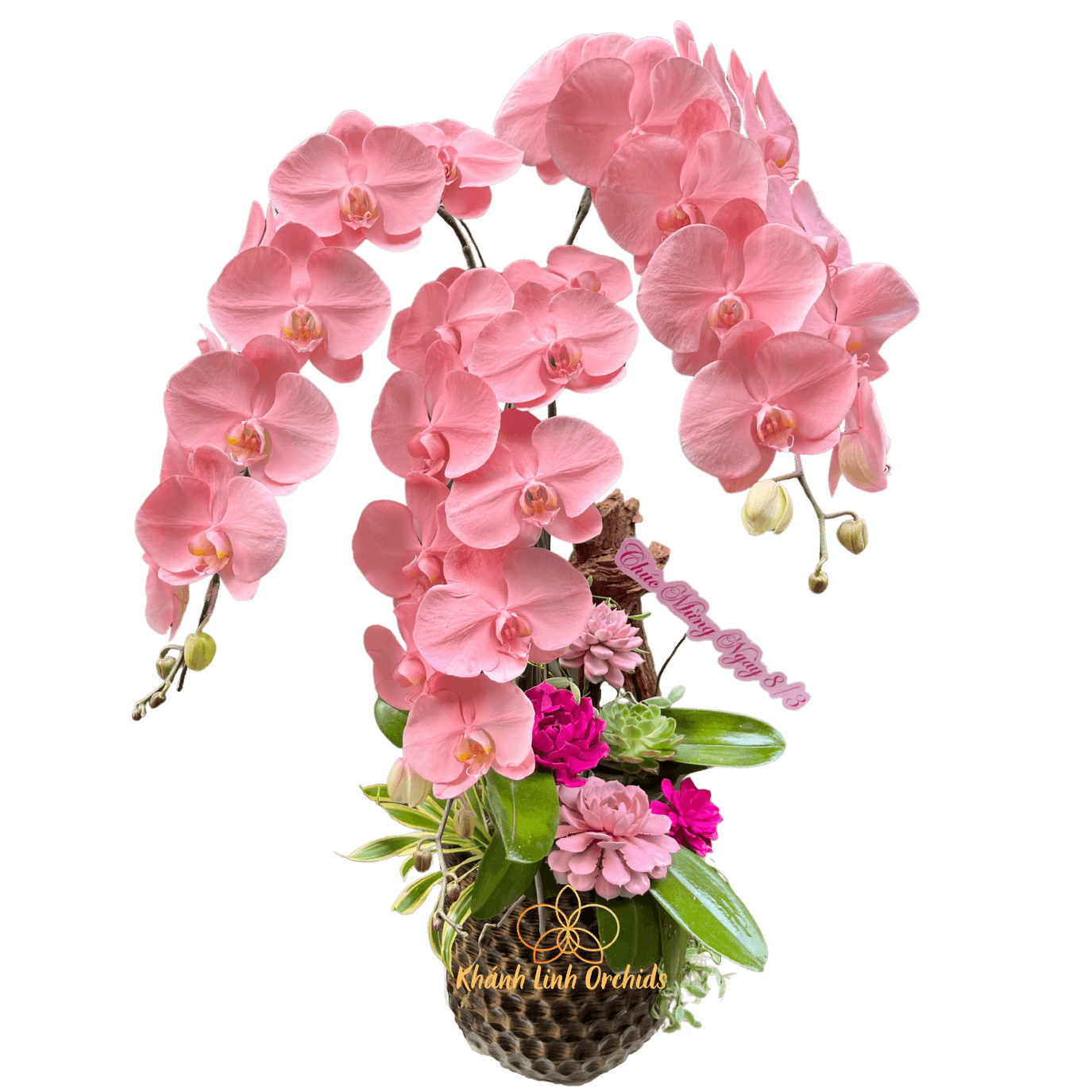 Lan Hồ Điệp Hồng Phun Màu Pastel Signature - Limerence - VIP03